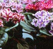 african-violet_big.jpg